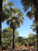 Native palms on Homestead walk